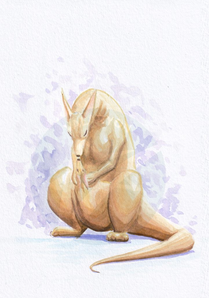 Kangaroo