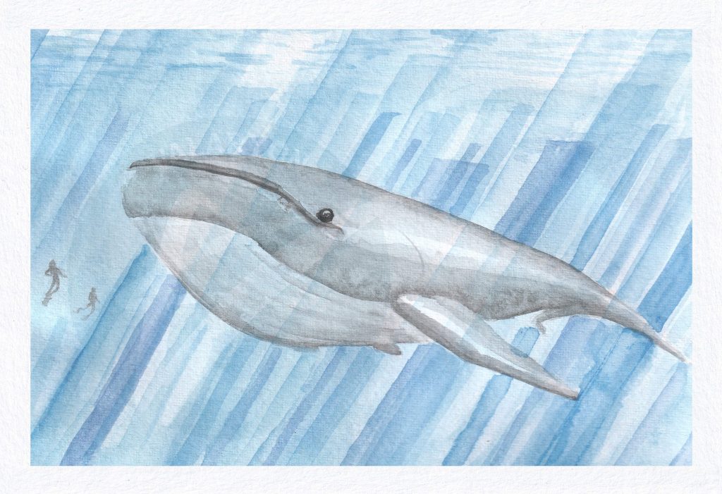 Whale