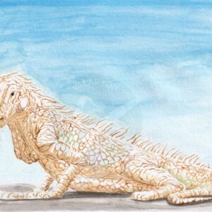 Iguana