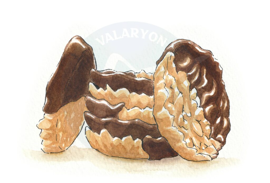 Florentines