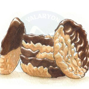 Florentines
